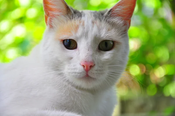 Pretty white cat — Stock Photo, Image