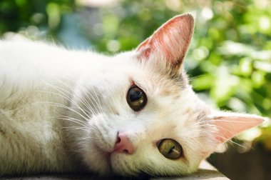 güzel hayvan rahatlatıcı