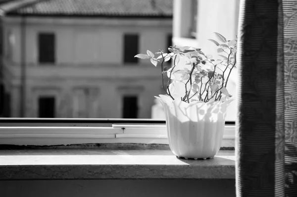 Monochrome artistic photo of white flower pot with small rose. Growing flowers. Spring and growth. Open window, yellow houses in background. Sunny day. Isolation and loneliness concept. Ecology — Zdjęcie stockowe