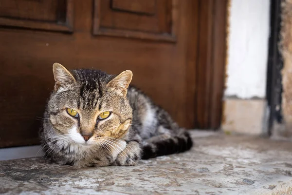 Gato Tigre Sem Teto Fica Frente Porta Entrada Predador Doméstico — Fotografia de Stock