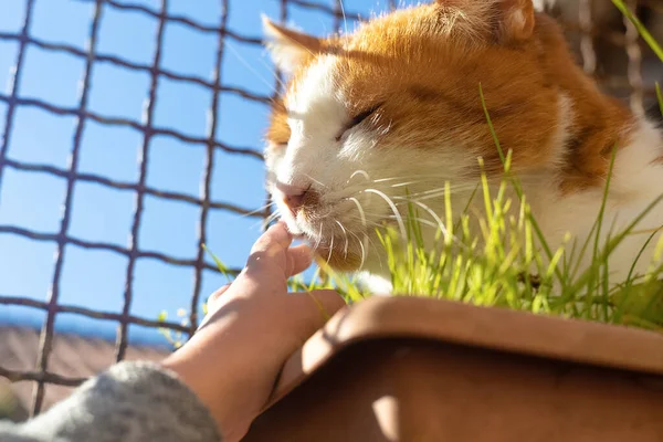 Bebê Acariciando Gato Sem Teto Vermelho Branco Luxuoso Sol Retrato — Fotografia de Stock