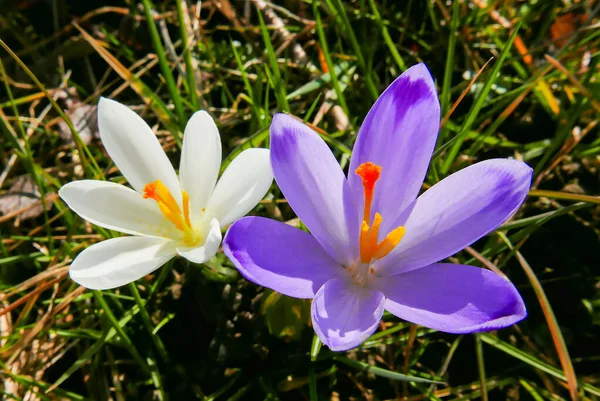 Kuzey İtalya 'da kışın sonunda, Iridaceae ailesinde mevsimlik çiçek açan iki Crocus çiçeği.