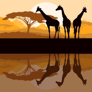 Afrika vahşi doğa dağ landsc içinde zürafa ailesi silhouettes