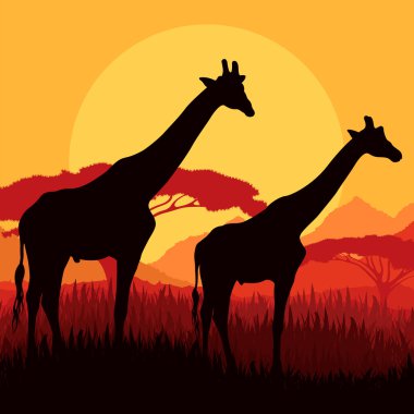Afrika vahşi doğa dağ landsc içinde zürafa ailesi silhouettes