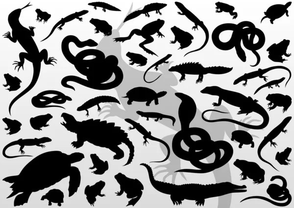 Amphibian reptile, snake, turtle, lizard and frog detailed vecto — Stock Vector