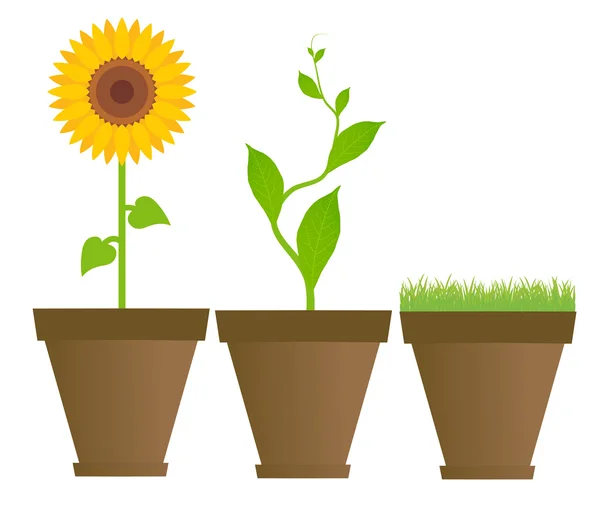 Slunečnice, fazole, trávy v pokojové rostliny květináče vektoru — Stockový vektor