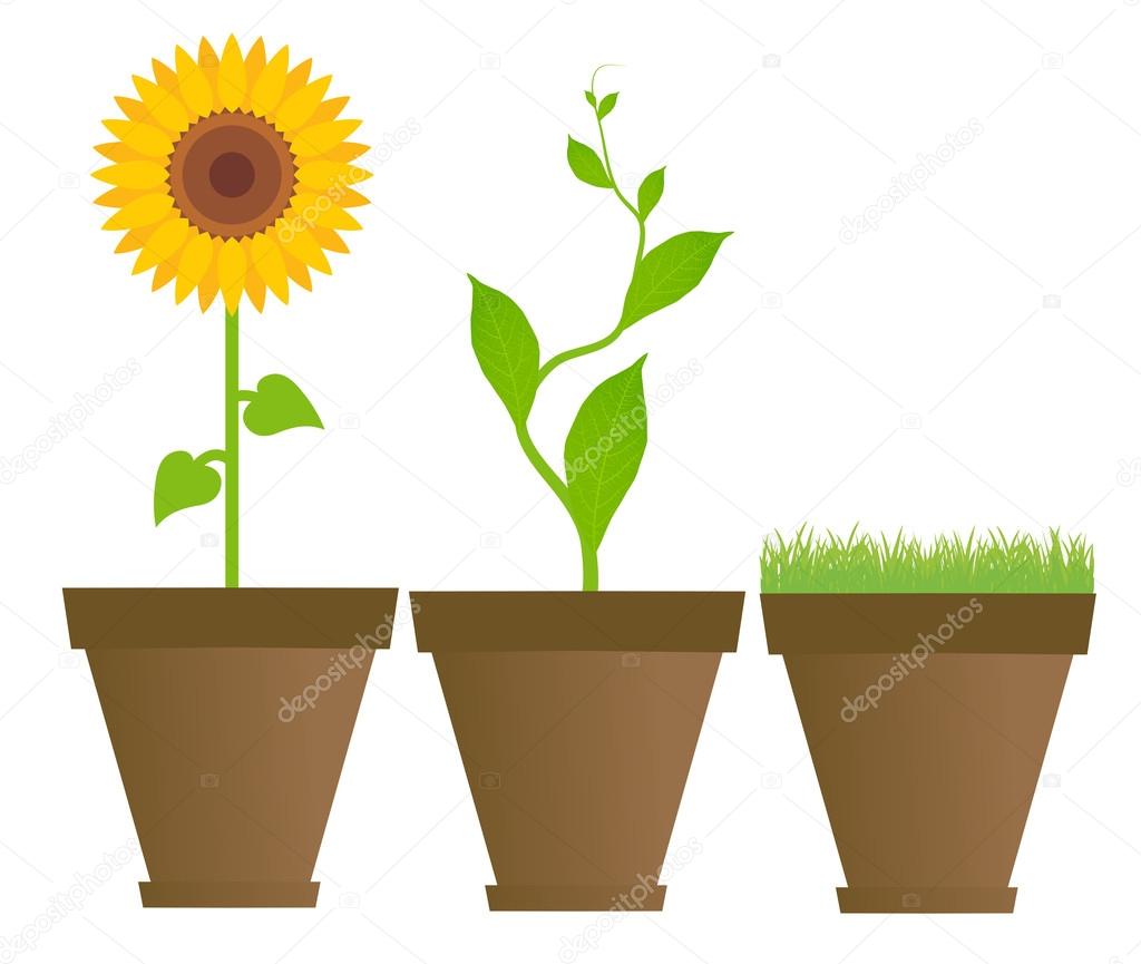 Sunflower, bean, grass in houseplant pots vector