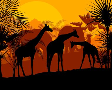 zürafa, gün batımı vektör arka plan