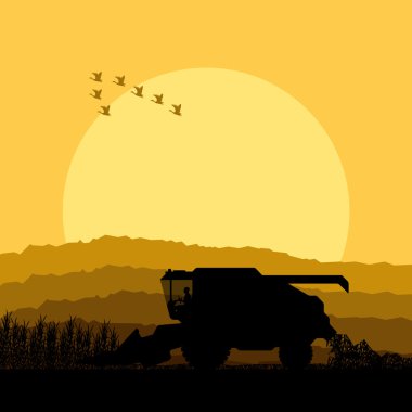 tahıl alanları vektör hasat kırpma birleştirmek