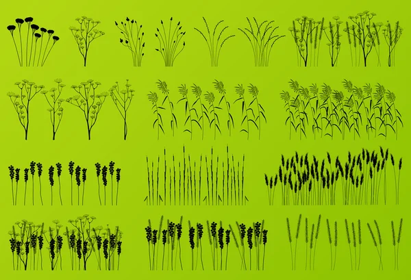 Plantes, herbe et fleurs silhouettes détaillées illustration collection fond vecteur — Image vectorielle