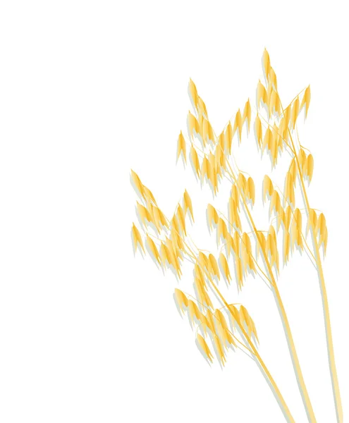 オート麦の背景のベクトル — ストックベクタ