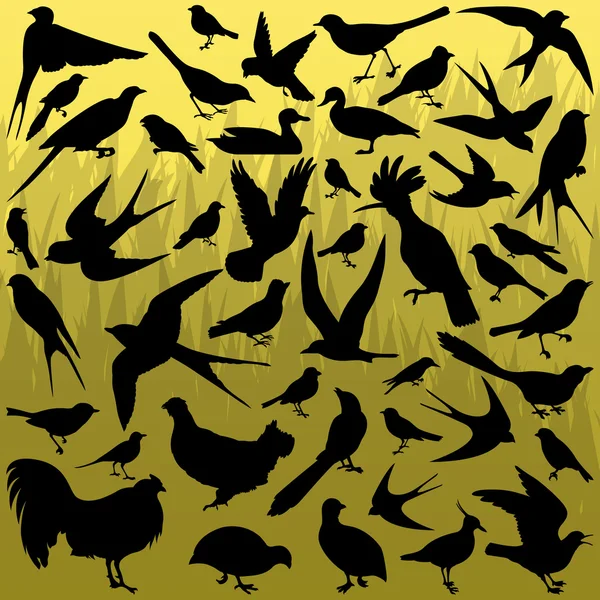 Birds and feathers silhouettes illustration Vector Graphics
