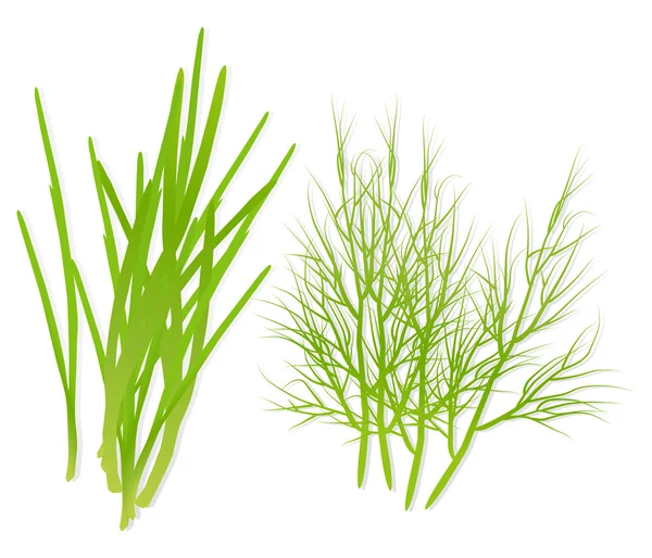 Groene lente-uitjes en dille gedetailleerde illustratie vector — Stockvector