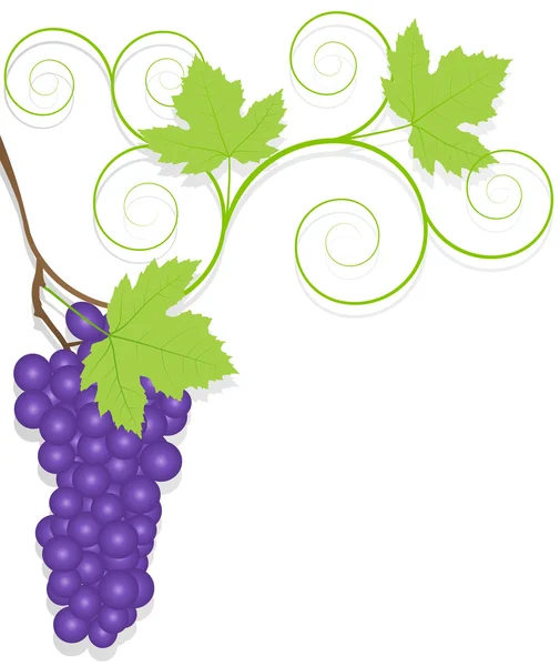 Grape vector background ecology — Stock Vector