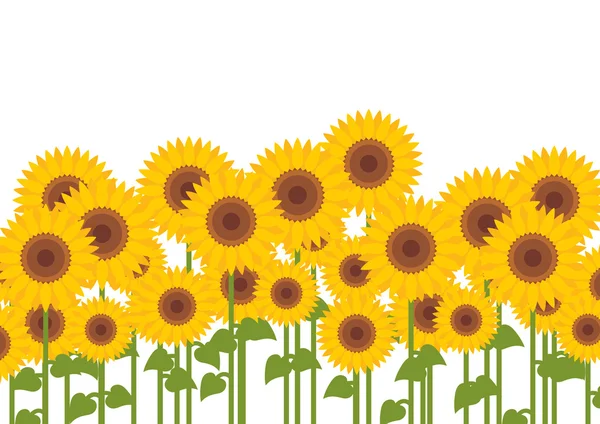 Yellow sunflowers — Stock Vector