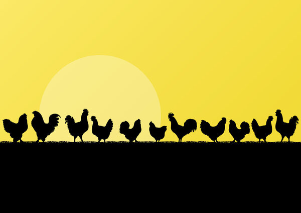 Farm chickens and roosters silhouettes in countryside landscape