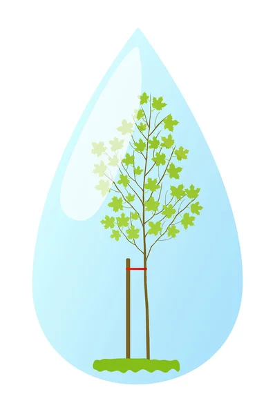 Young plant maple in water drop vector background ecology — Stock Vector