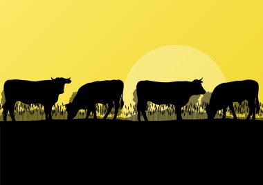 sığır ve süt inek sürüsü kırsal çiftlik vahşi doğa mo