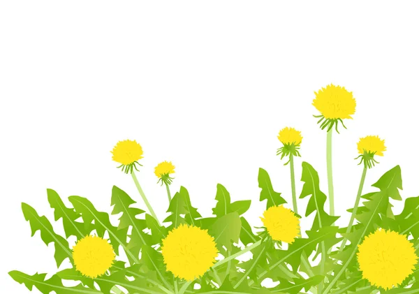 Dandelion flower vector background card — Stock Vector
