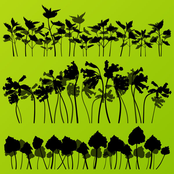 Wild nettle, rhubarb and larkspur plants detailed silhouettes il