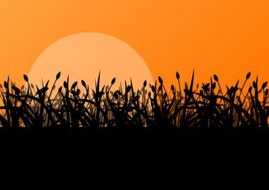 Il Lale bahar mevsimlik çiçek bahçesi ekoloji kavramı Detaylı