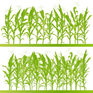 Corn field detailed countryside landscape illustration backgroun clipart