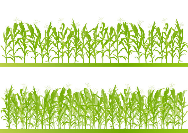 Corn field detailed countryside landscape illustration backgroun