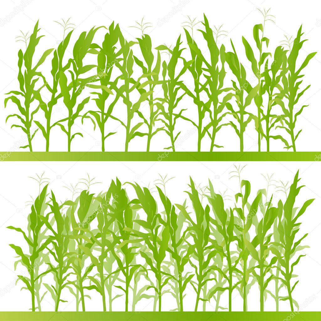 Corn field detailed countryside landscape illustration backgroun
