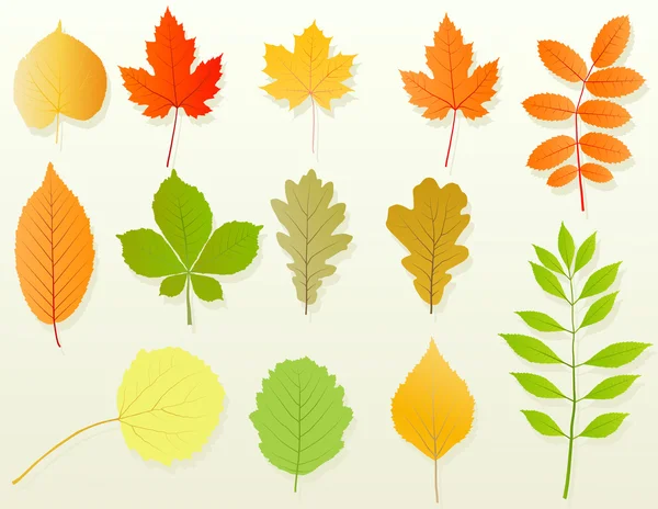 Feuilles d'automne ensemble fond vectoriel — Image vectorielle