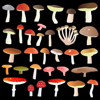 mantar toplama vektör arka plan belirleme