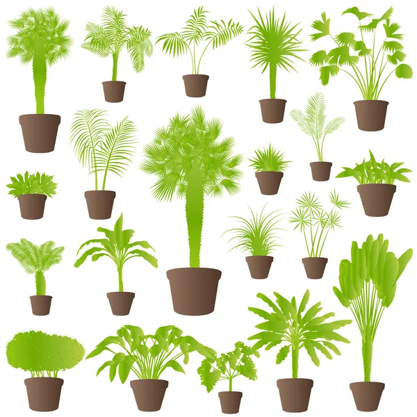Arbusti esotici giungla erba, canna, palma piante selvatiche set vect — Vettoriale Stock