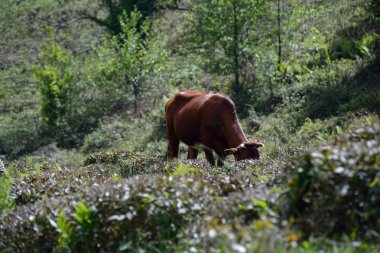 çay çalıların inek