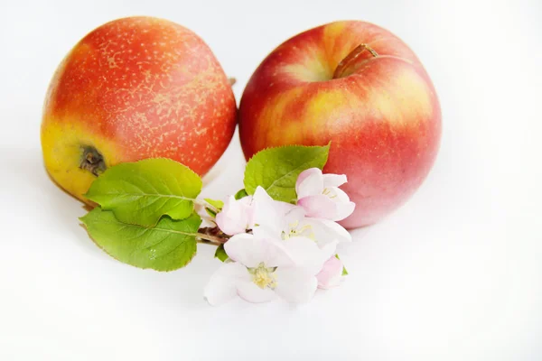 Twee appels — Stockfoto