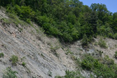 Rock ve ağaçlar doku