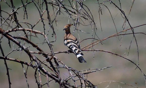 Hoopoe looking back — Stock Photo, Image