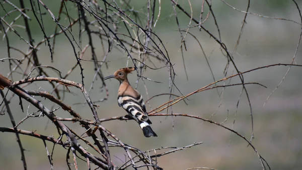 Closeup hoopoe — Fotografia de Stock