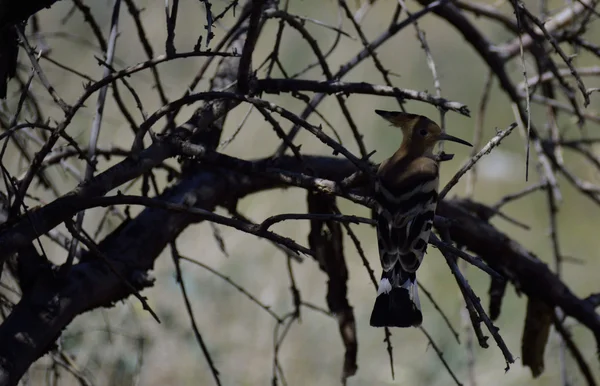 Hoopoe บนต้นไม้ — ภาพถ่ายสต็อก