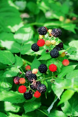 Bramble meyveleri bir Bush