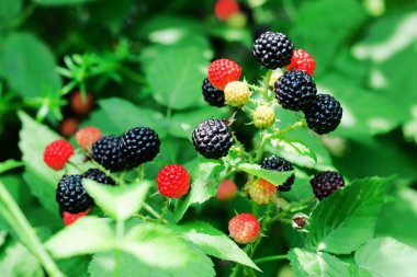 Bramble meyveleri bir Bush
