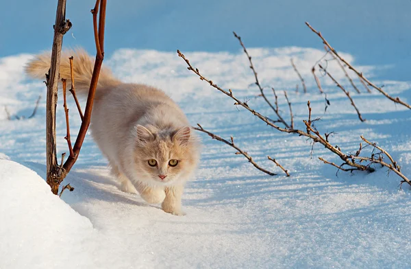 Кошка осторожно ходит по снегу — стоковое фото