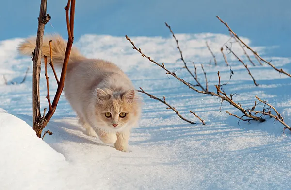 Кіт м'яко йде снігом — стокове фото