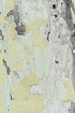 Çınar kabuk dokusu