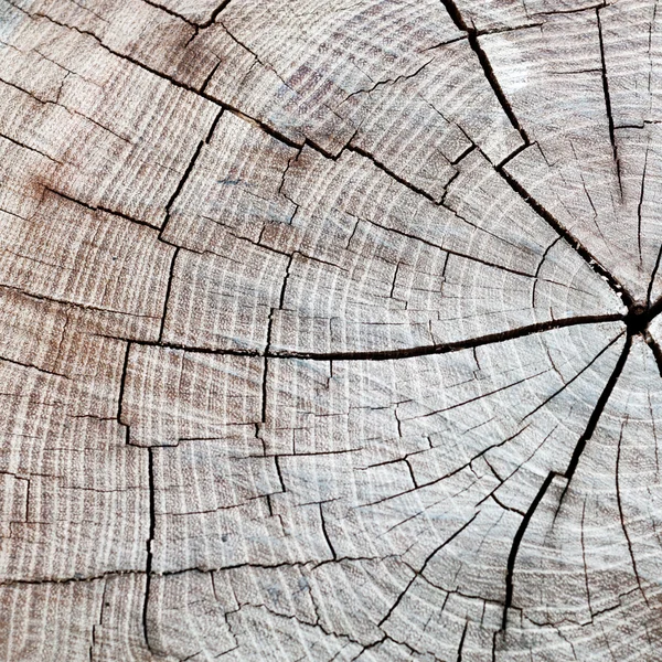 Corte de un árbol anillos de madera con grietas —  Fotos de Stock