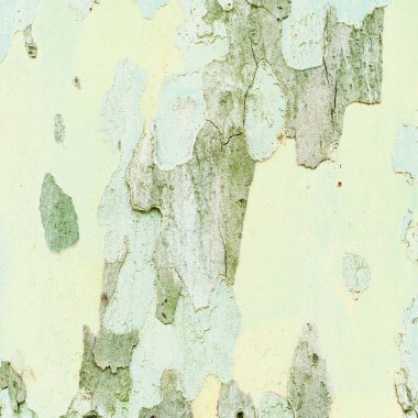 Çınar kabuk dokusu