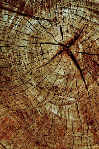 Corte de un árbol, comunidad de un año —  Fotos de Stock