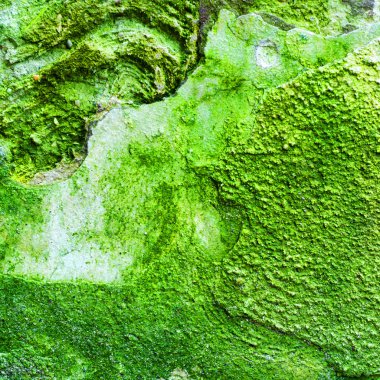 küf ve yosun yeşil duvar dokusu