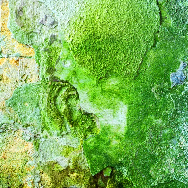Texture d'un mur vert de moisissure et de mousse — Photo