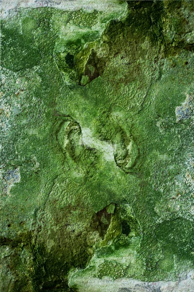 Textura de uma parede verde de molde e musgo — Fotografia de Stock