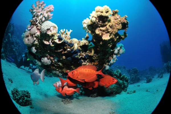 mercan altında ortak yarasası