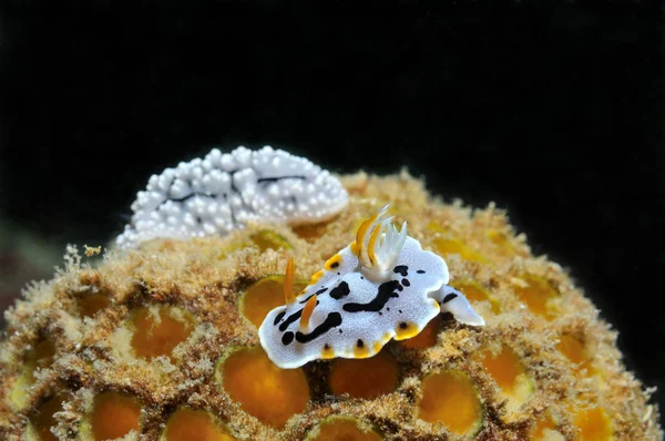 Nudibranches — стокове фото